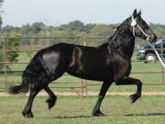 majesticfriesians.com Trynke