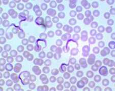 raskraska.ru Trypanosoma