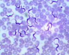 raskraska.ru Trypanosoma