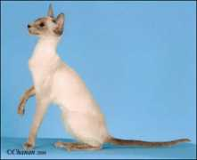 nationalsiamese.com Tryphena
