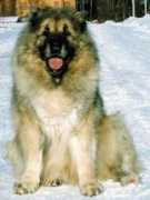 Tsana