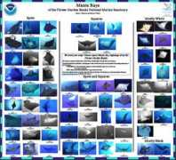 flowergarden.noaa.gov Tsapis