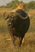 eyesonafrica.net Tsaro