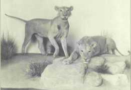 sciencebuzz.org Tsavo