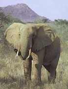 wildherps.com Tsavo