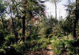 Tsige
