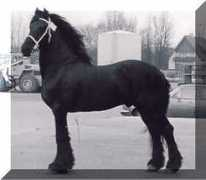 northstarstud.com Tsjalling