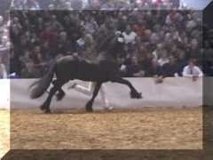 signaturefriesians.com Tsjerk