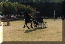 signaturefriesians.com Tsjerk