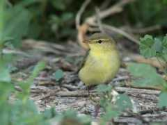birdingblogs.com Tsora