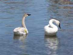 Tswan