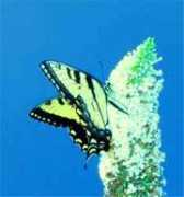sugarworksllc.com Ttiger