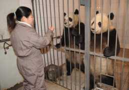 news.xinhuanet.com Tuantuan