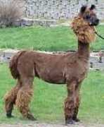 carotherscountryfarm.com Tuari