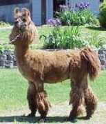 carotherscountryfarm.com Tuari