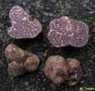 Tuber