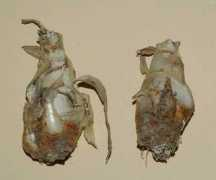 agraria.org Tuberosa