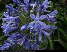 photaki.es Tuberosa