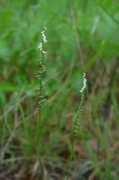 alabamaplants.com Tuberosa