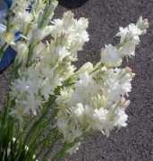 Tuberose