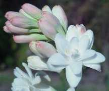 Tuberose