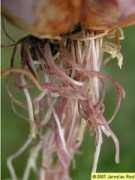 old.botany.upol.cz Tuberosi