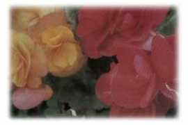 giorgigarden.com Tuberosi