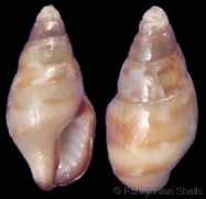 gastropods.com Tuberoso