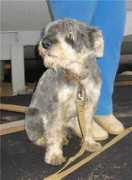 schnauzer-help.ru Tubik
