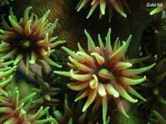 starfish.ch Tubina