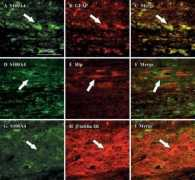 chinaphar.com Tublin