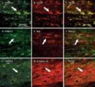 chinaphar.com Tublin