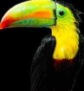 Tucan