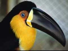 Tucan