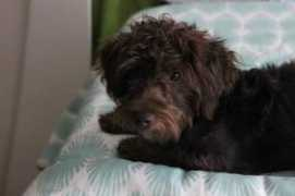 puppiesforlove.com Tucco