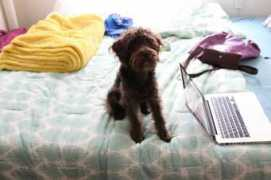 puppiesforlove.com Tucco