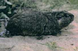 Tucu