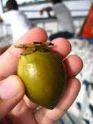 Tucuma