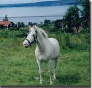 Tuffe