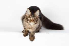 woodpilemcs.com Tugger