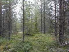 confluence.org Tuhkala