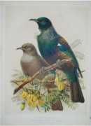 Tui