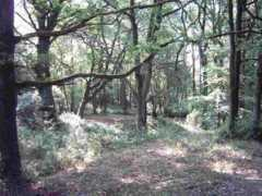 Tuin