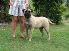 dogzonline.com.au Tuiti