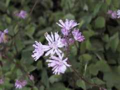 botanic.jp Tukara