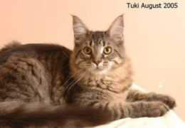 Tuki