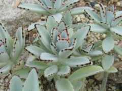 botanic.jp Tukito