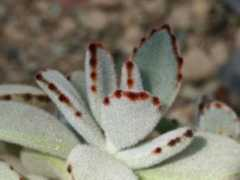 botanic.jp Tukito
