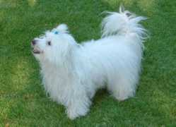 dogpage.info Tular