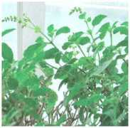 ayurvedictalk.com Tulasi